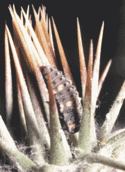 Coccinella septempunctata Siebenpunkt